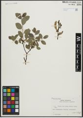 Foto von Salix arbuscula L. x Salix nigricans Sm.
